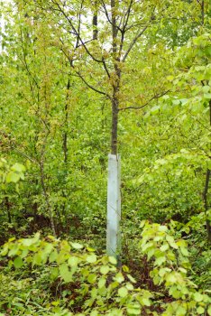 Wuchshülle Microvent VARIO Wing